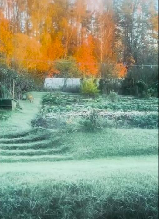 ​В Псковской области лиса устроила «обход» огорода и двора
Фото: Нина Бурченкова