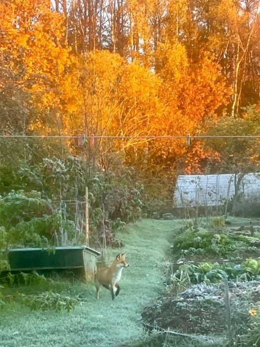 ​В Псковской области лиса устроила «обход» огорода и двора
Фото: Нина Бурченкова