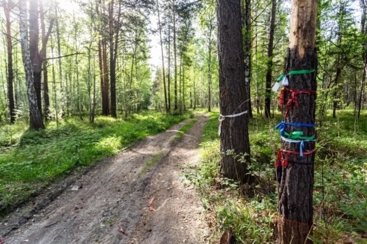    Археологи изучили древнее городище в районе Новосибирской области
