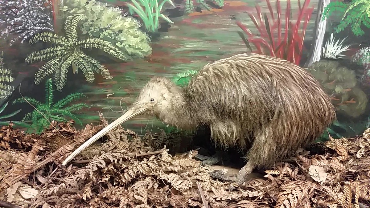 Птичка Киви. Фото Рудольф Кавчик, Новая Зеландия, 2017