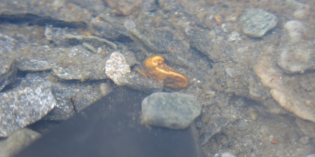 Я нашел золото, оно моё! Часть 7. За золотом в НЗ