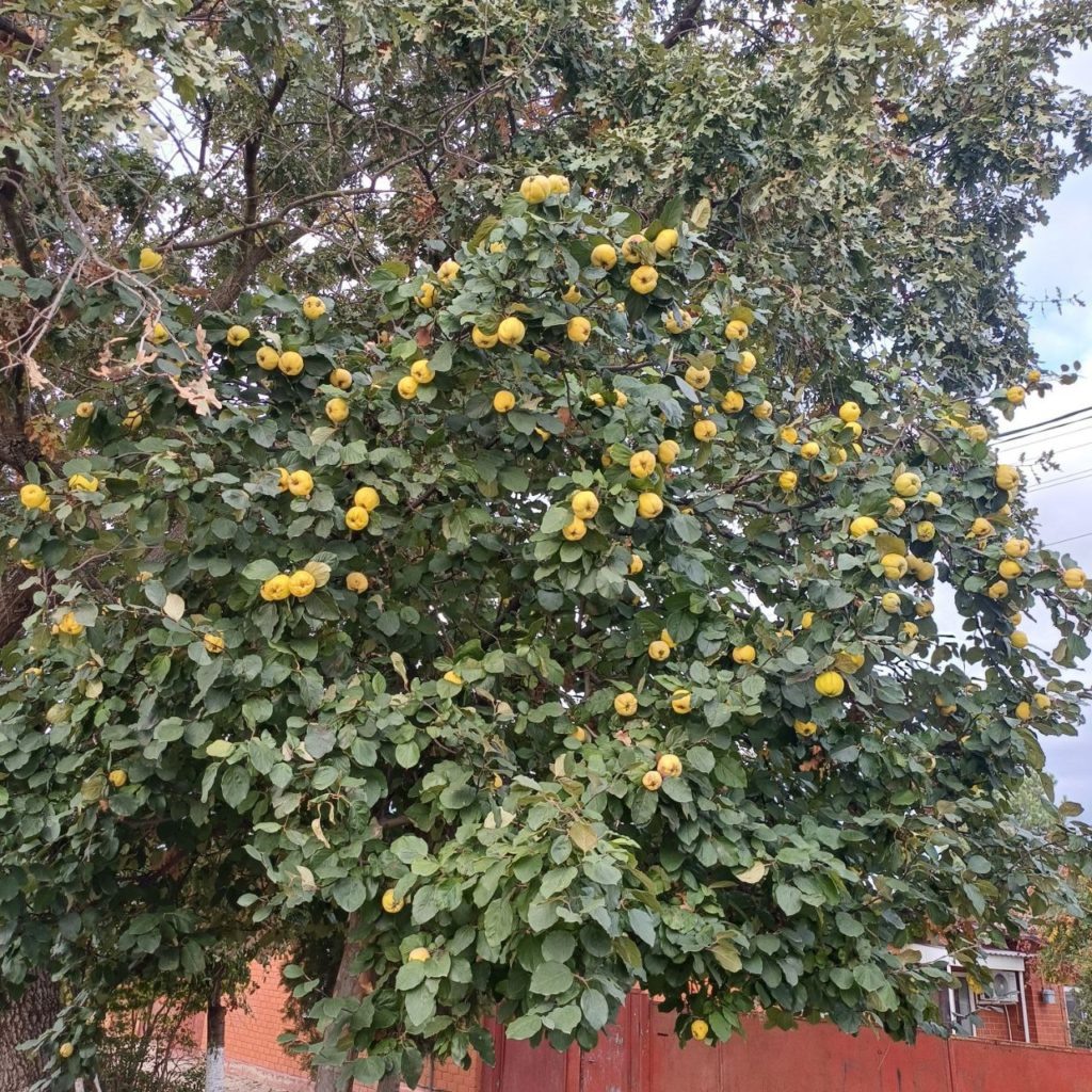    Фото «ТАМАНЬ».