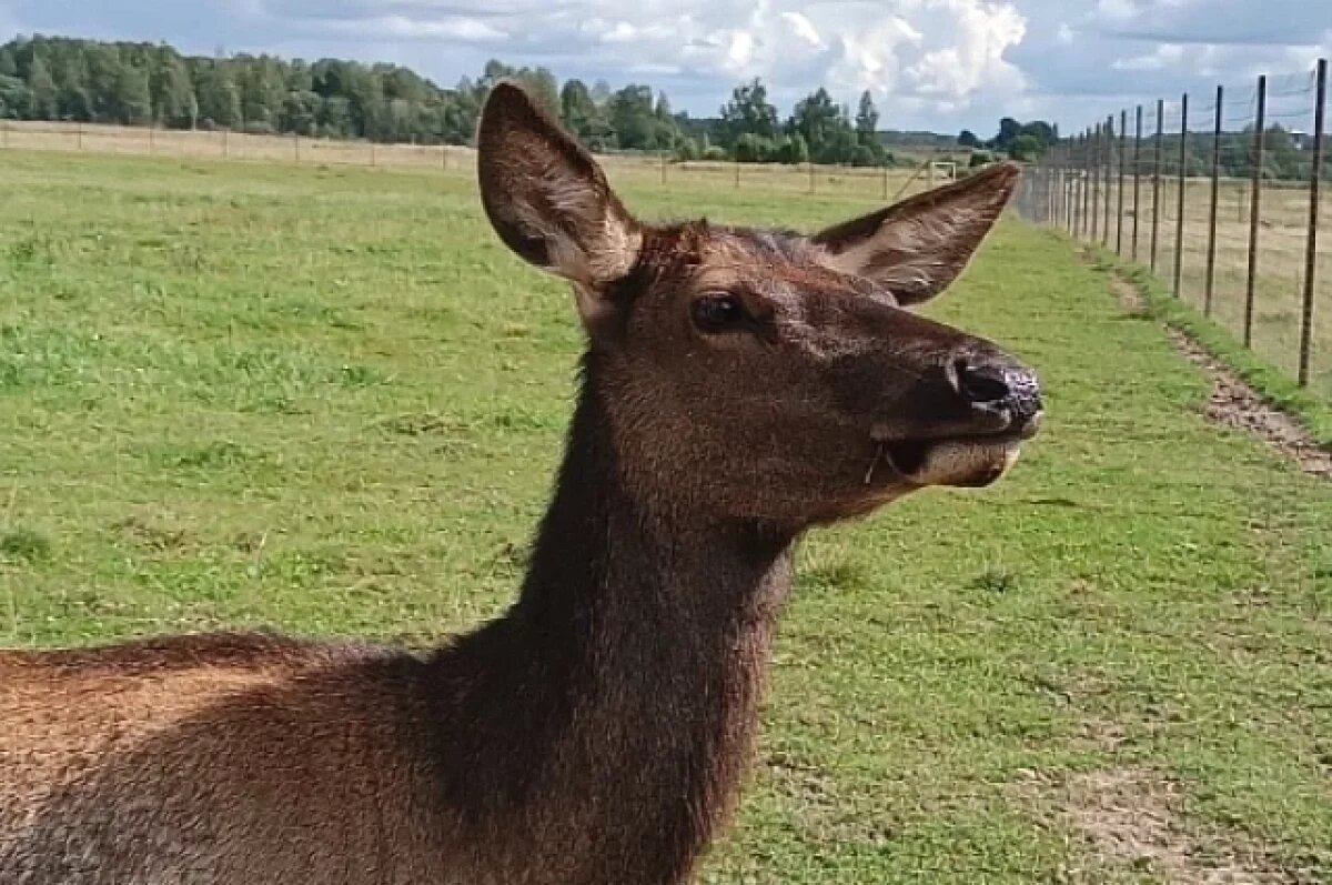    «Думали, словили галлюцинацию»: в волгоградском ЦПКиО сбежала лань