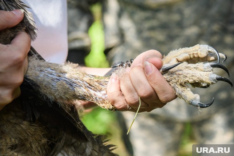     В Кургане птице, попавшей под поезд, наложили аппарат Илизарова на обе лапы