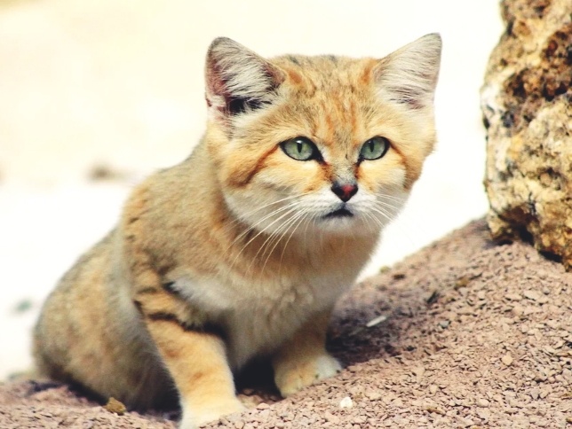 Почему песчаный кот — мечта всех кошатников? Как он выживает без воды и почему не оставляет следов