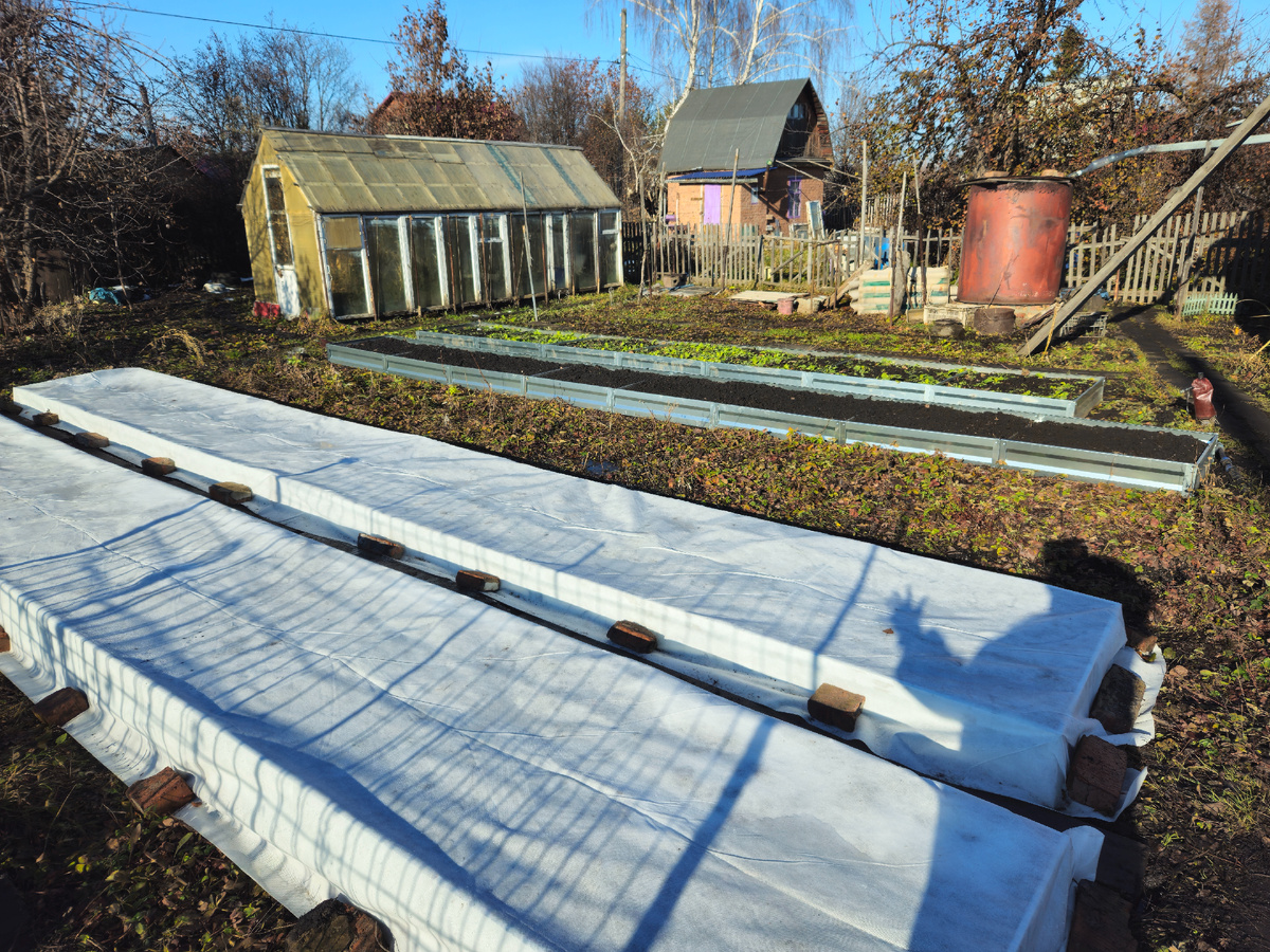 Утеплённые грядки с викторией, Фото: Марина Н. Макарова, Омск, 26окт25.