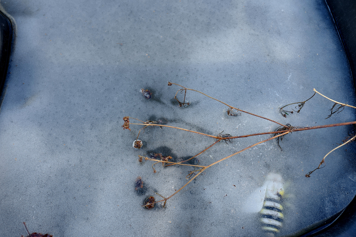 Пруд. Фото: Марина Н. Макарова, Омск, 26окт25.