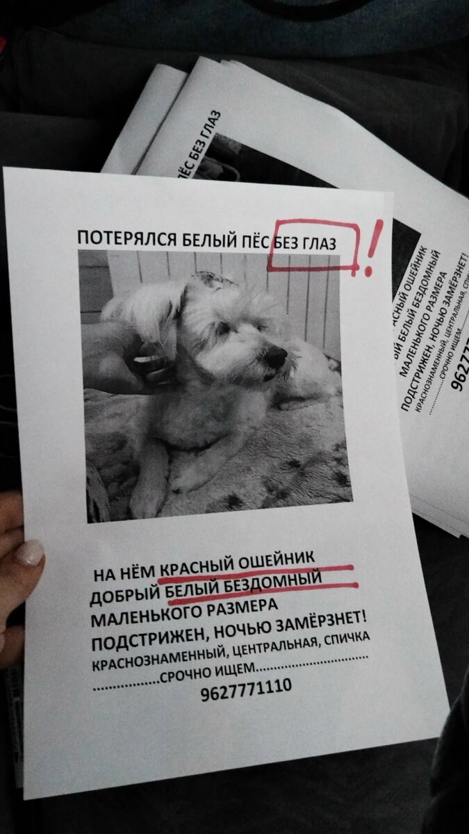    Волонтеры вторые сутки ищут слепого пса в районе томской "Спички", © предоставлено Еленой Ящук