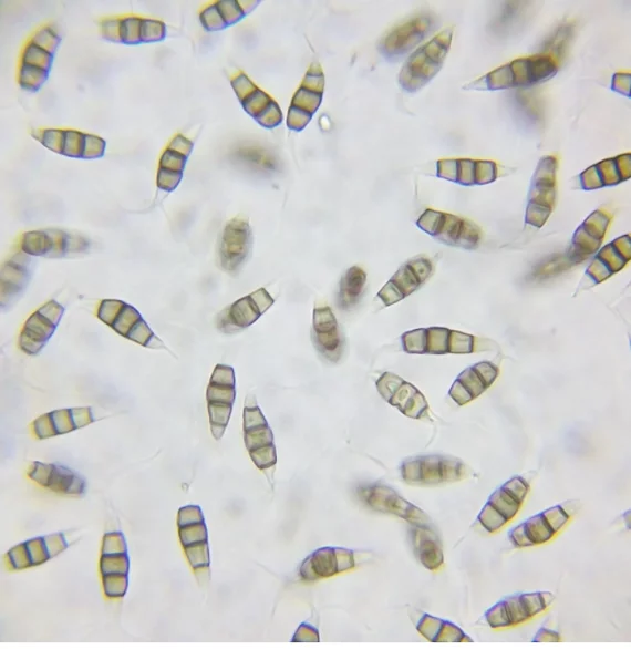 Тихие герои свалки: грибы, которые умеют есть пластик