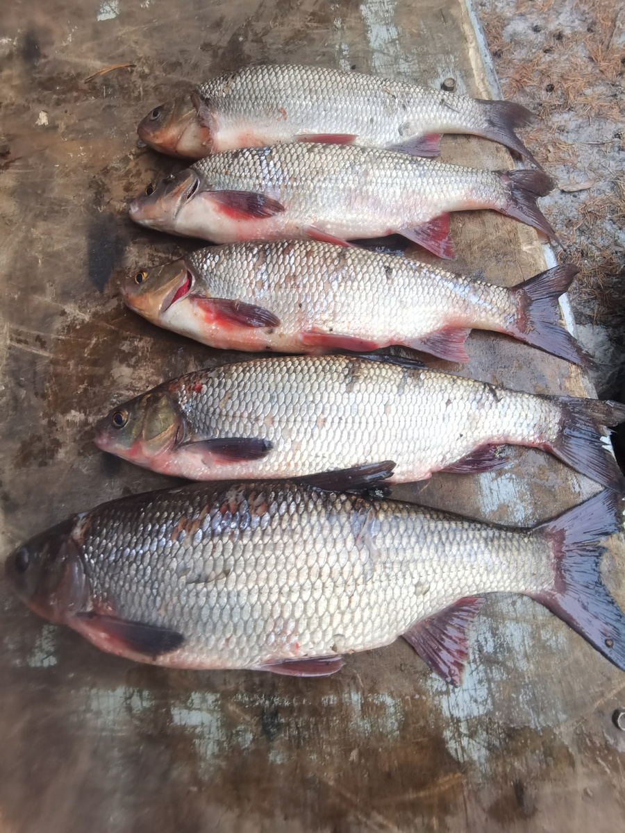 Чем крупней тем больше соли до 35 грамм на кг рыбы крупной,мелкую 33 грамма на кг.