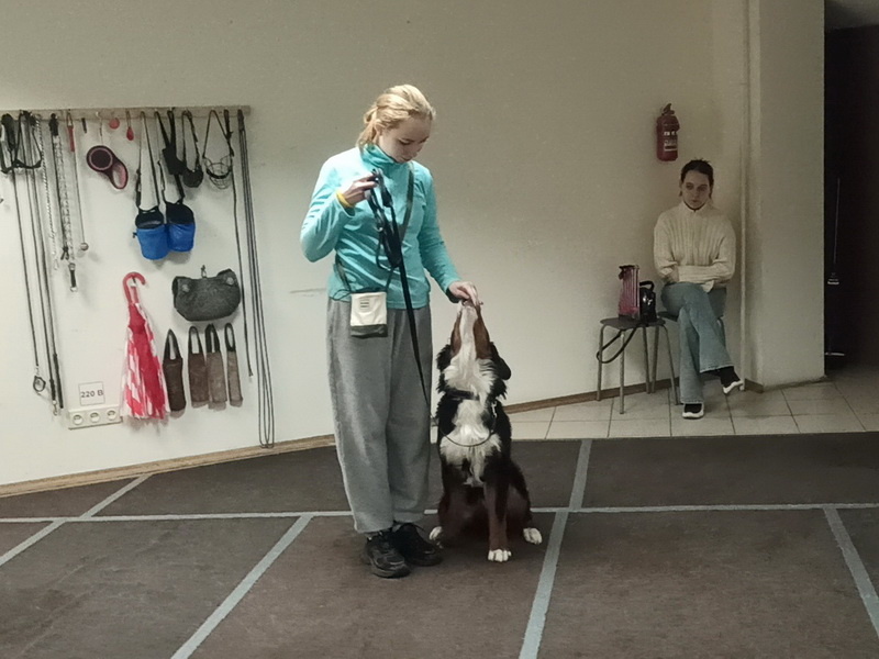 Бернский зенненхунд Шелдон. Индивидуальное занятие по дрессировке (послушание). Тольятти, 28 сентября 2025.