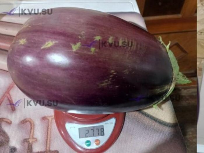 ФОТО - сетевое издание "Онлайн - газета КВУ города Шахты"