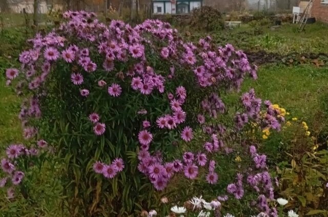    Сентябрина украшает клумбы даже в ненастном октябре. Фото: Из личного архивa/ Людмила Калинина