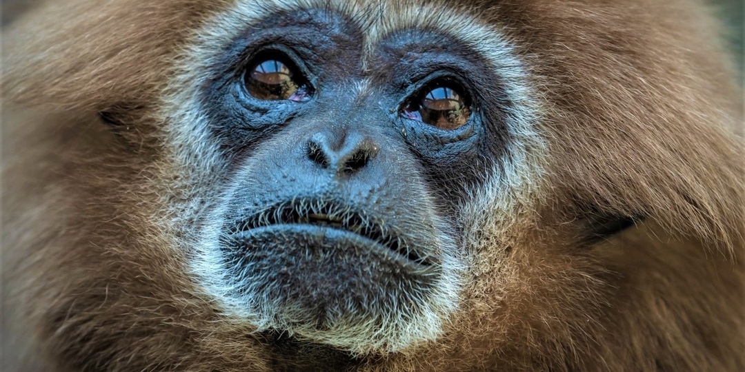 Гиббоны: акробаты джунглей с голосом оперного певца