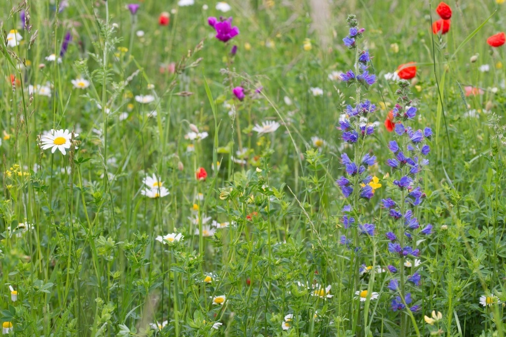    Пестрая лужайка