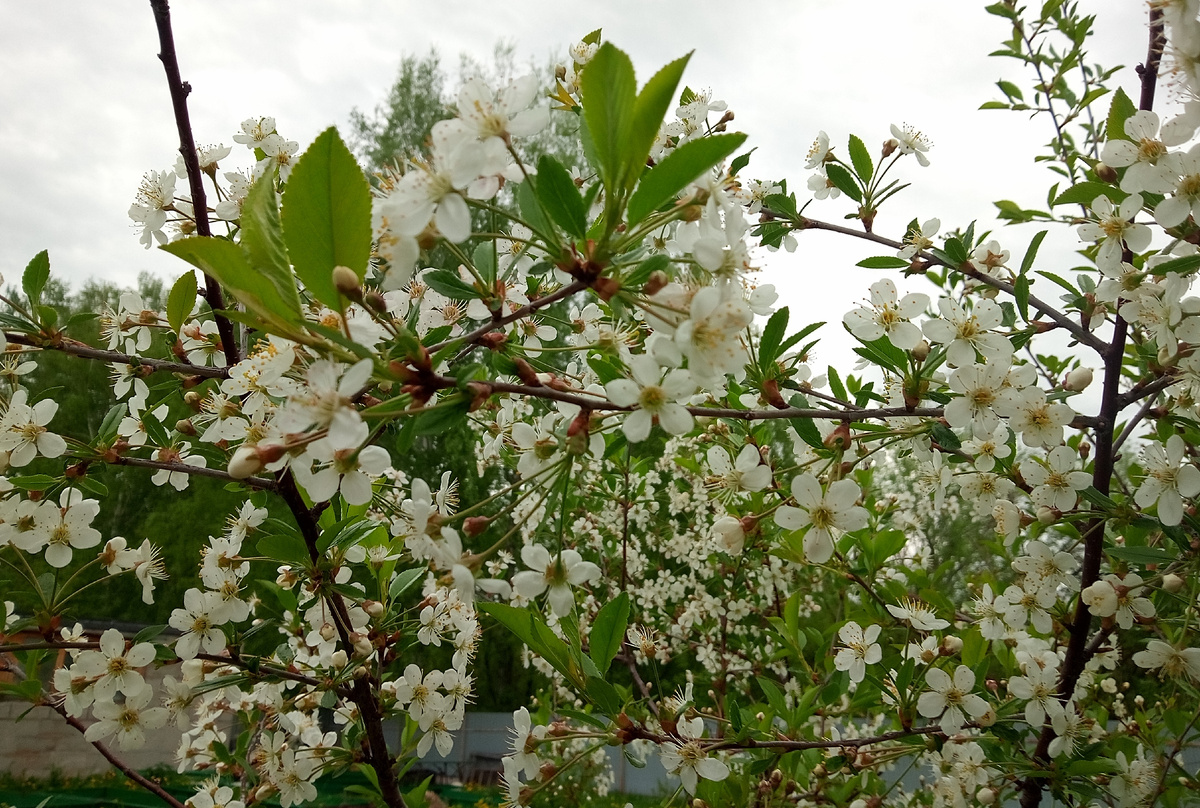 В этом году черешня порадовала, первый год ягоду поели. Одна сидит, без переопыления. Практически не плодоносила. 