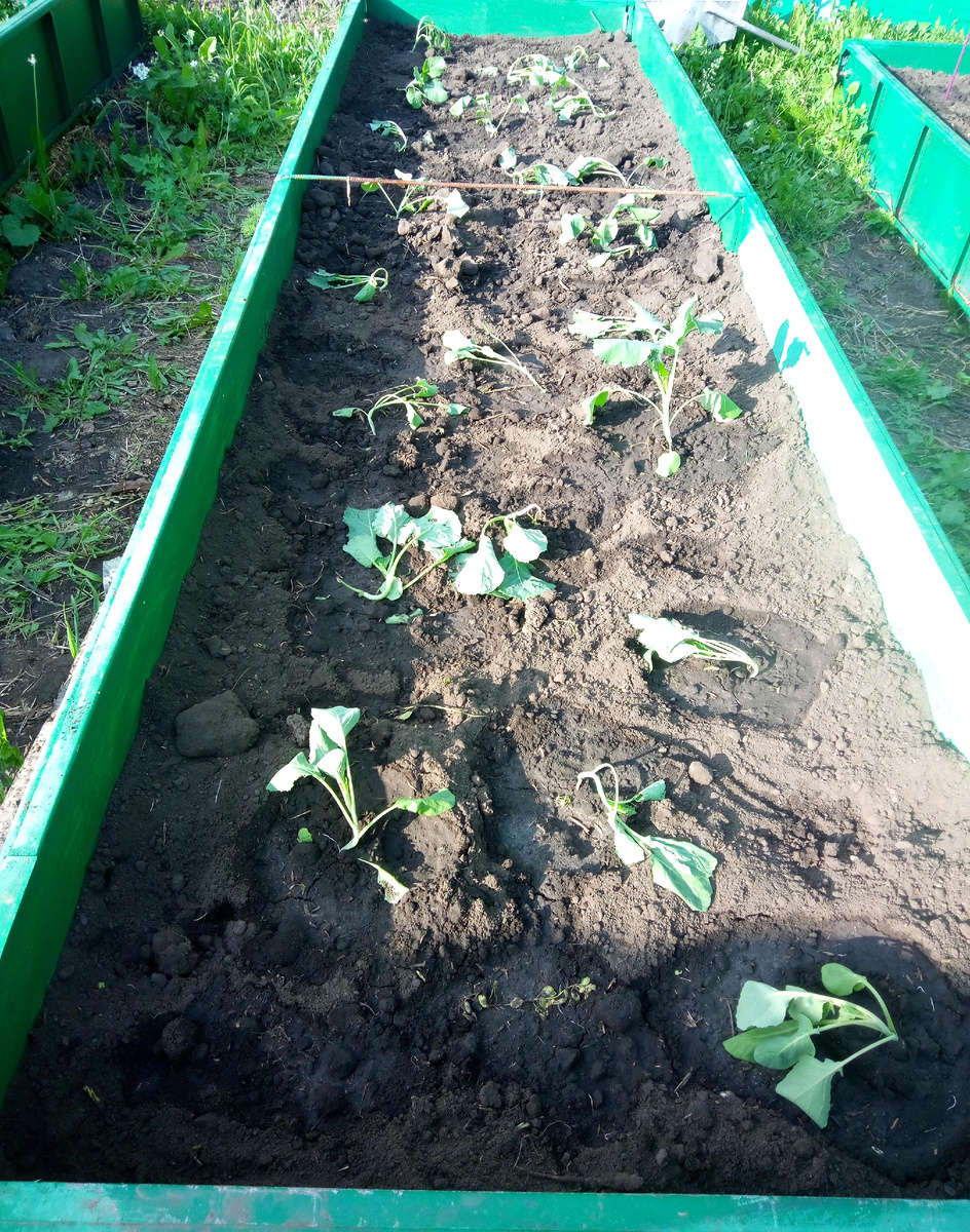 Капуста в новых грядках.