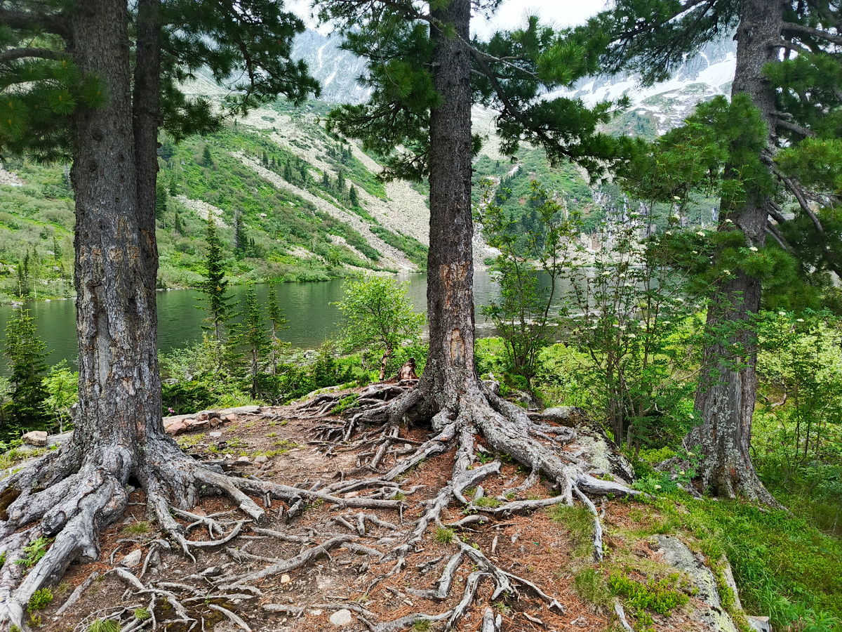 Три кедра на утёсе