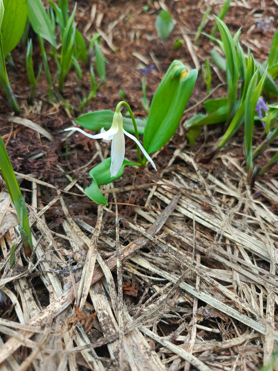 Белый кандык, большая редкость