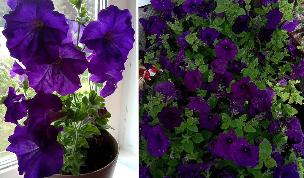 Эту петунию забираю домой на зиму уже третий год: сорт "Синий бархат" с сильным ароматом и необыкновенно насыщенным бархатистой текстурой синих лепестков; цветёт очень долго.