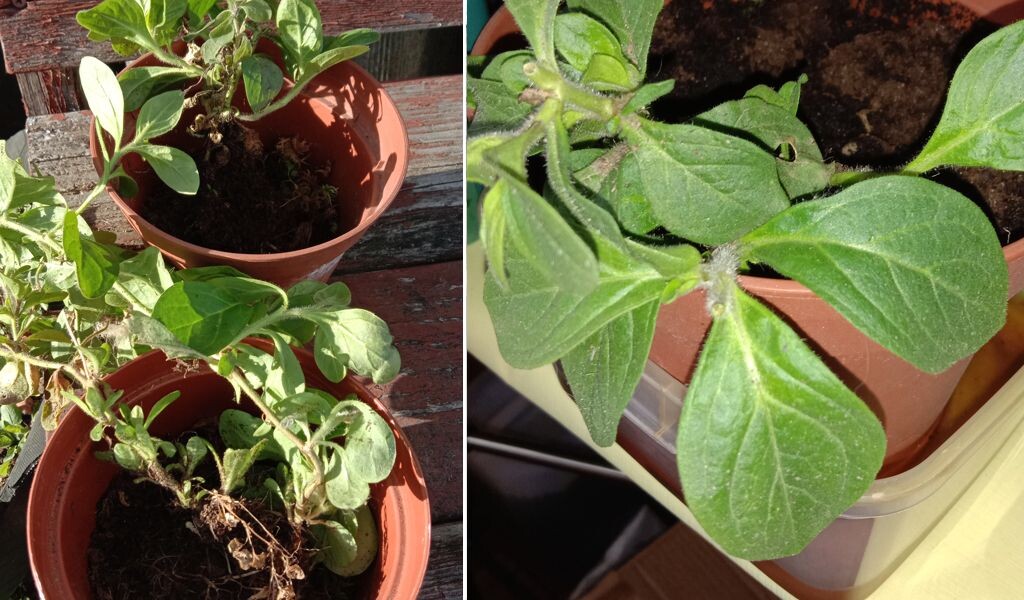 Выкопка и посадка петунии осенью в горшок для зимовки дома.