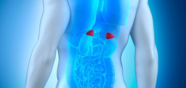 Расположение надпочечников