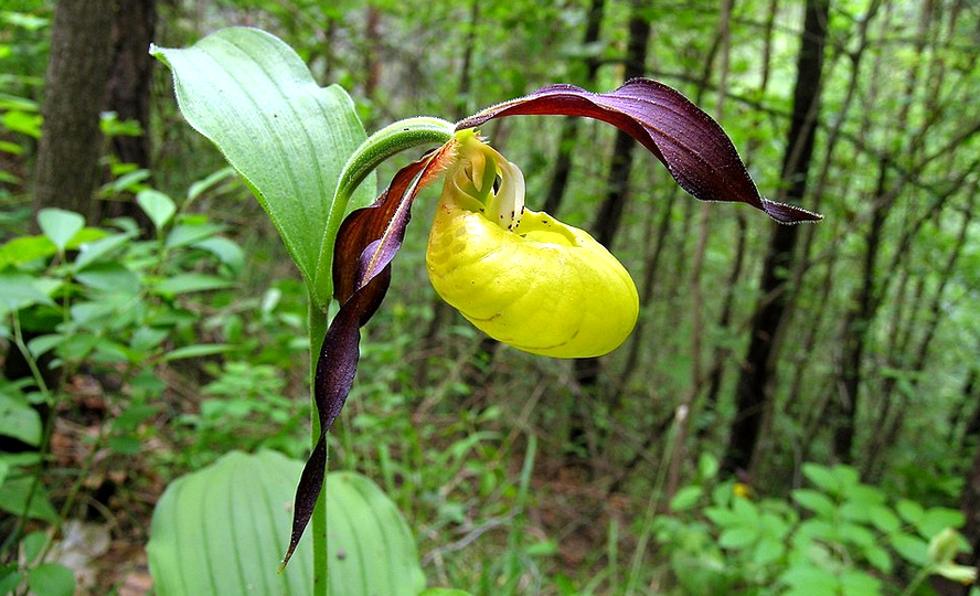 Венерин башмачок настоящий
