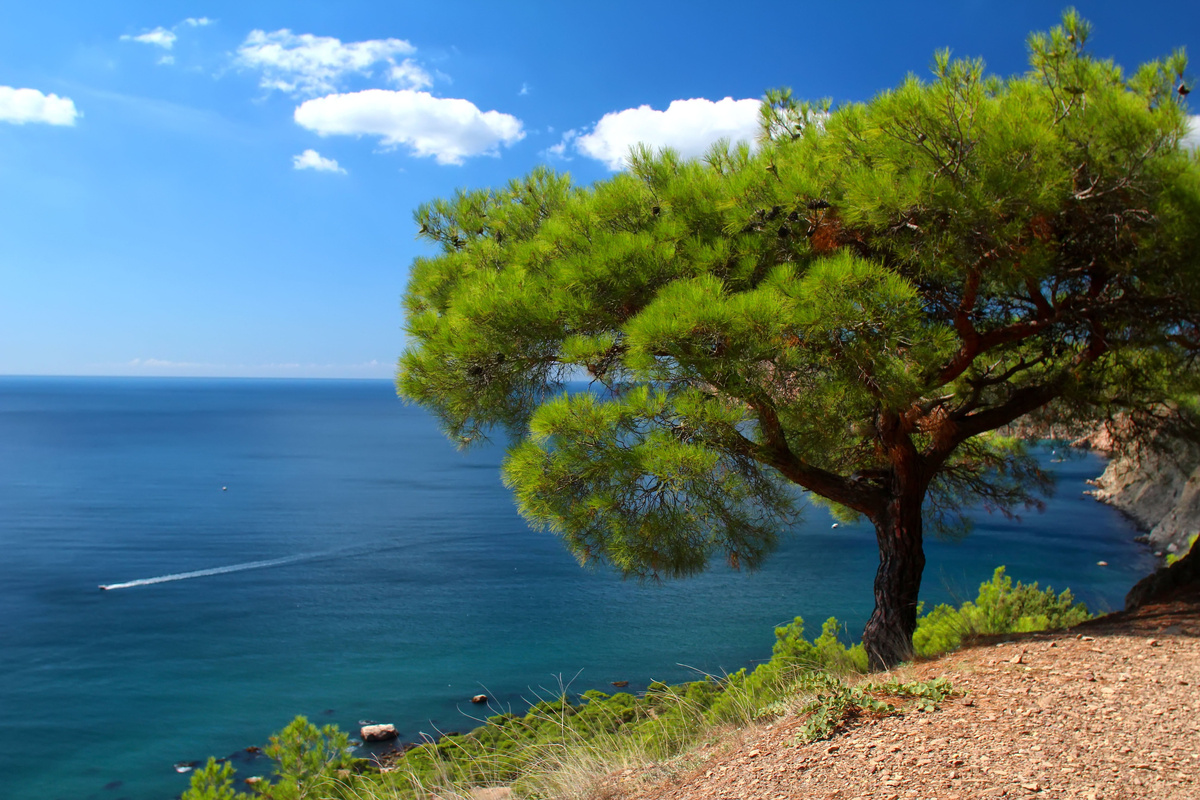 Инжир в Крыму