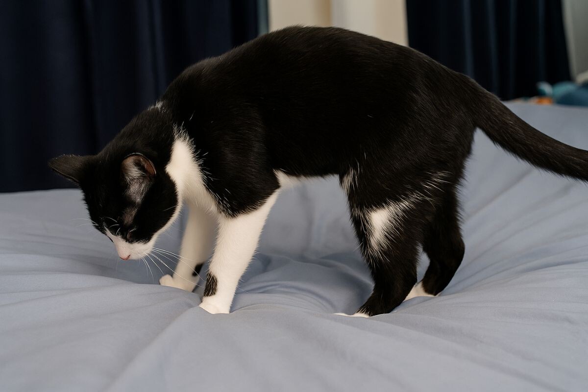 Почему кошка «копает» прежде чем лечь