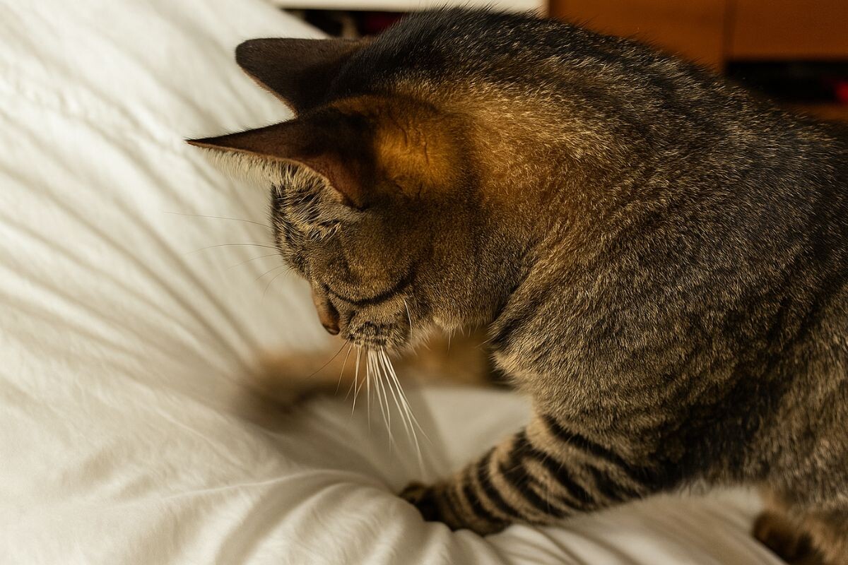 Кошка «копает» кровать 