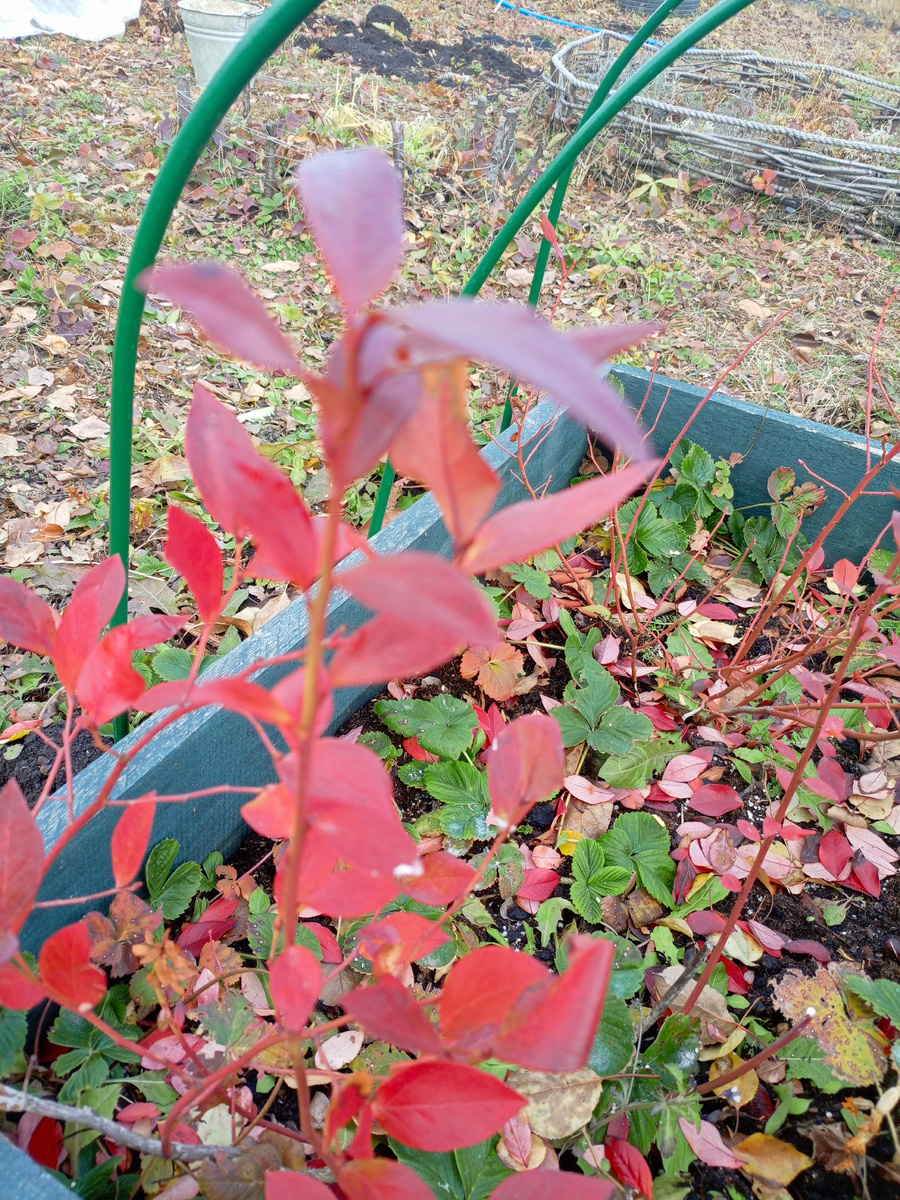 Кустики голубики