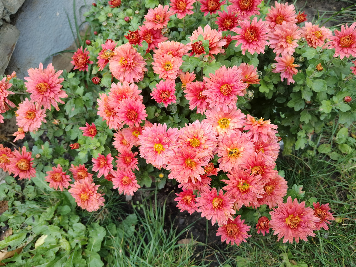 Фото автора, хризантемы у дома. 