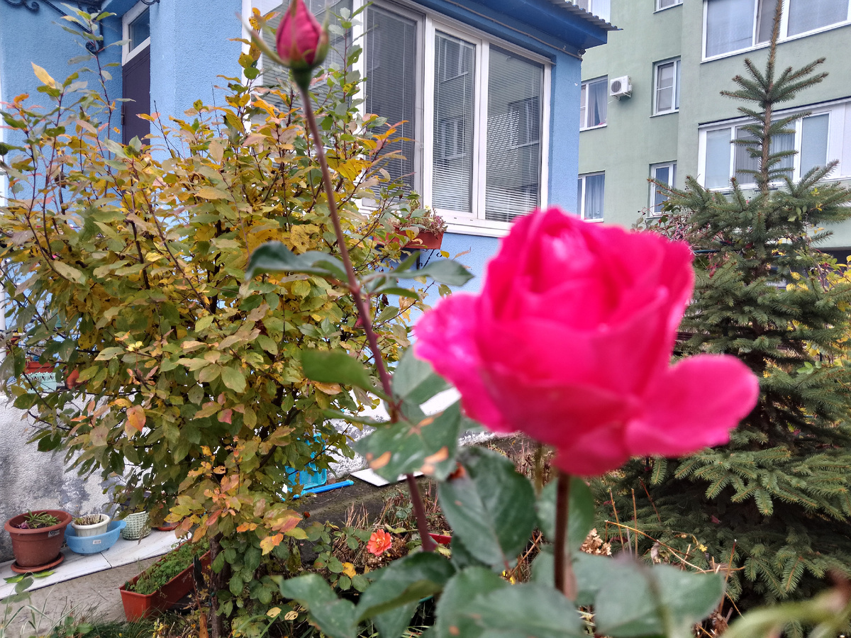 Фото автора, мои розы