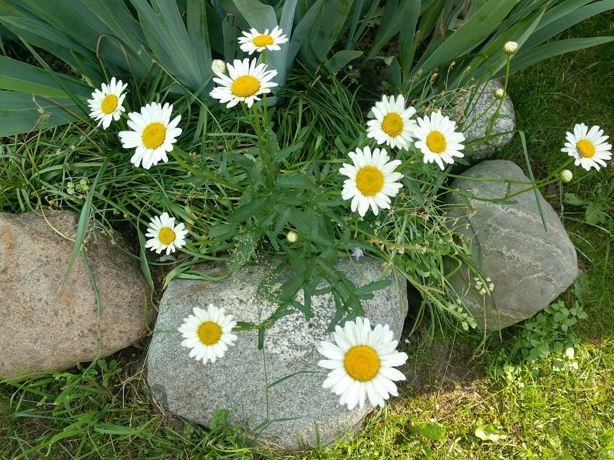 Нивянник обыкновенный. Фото автора