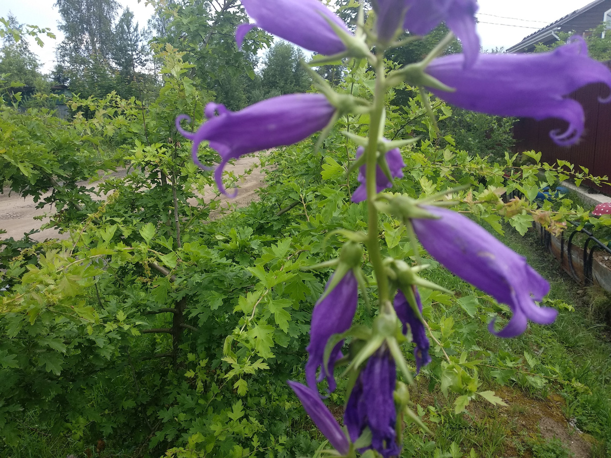 Колокольчик. Фото автора