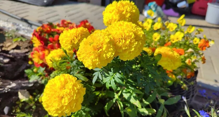    Посадила бархатцы под зиму - и уже в начале июня весь мой участок был усеян яркими цветами. Делюсь как правильно