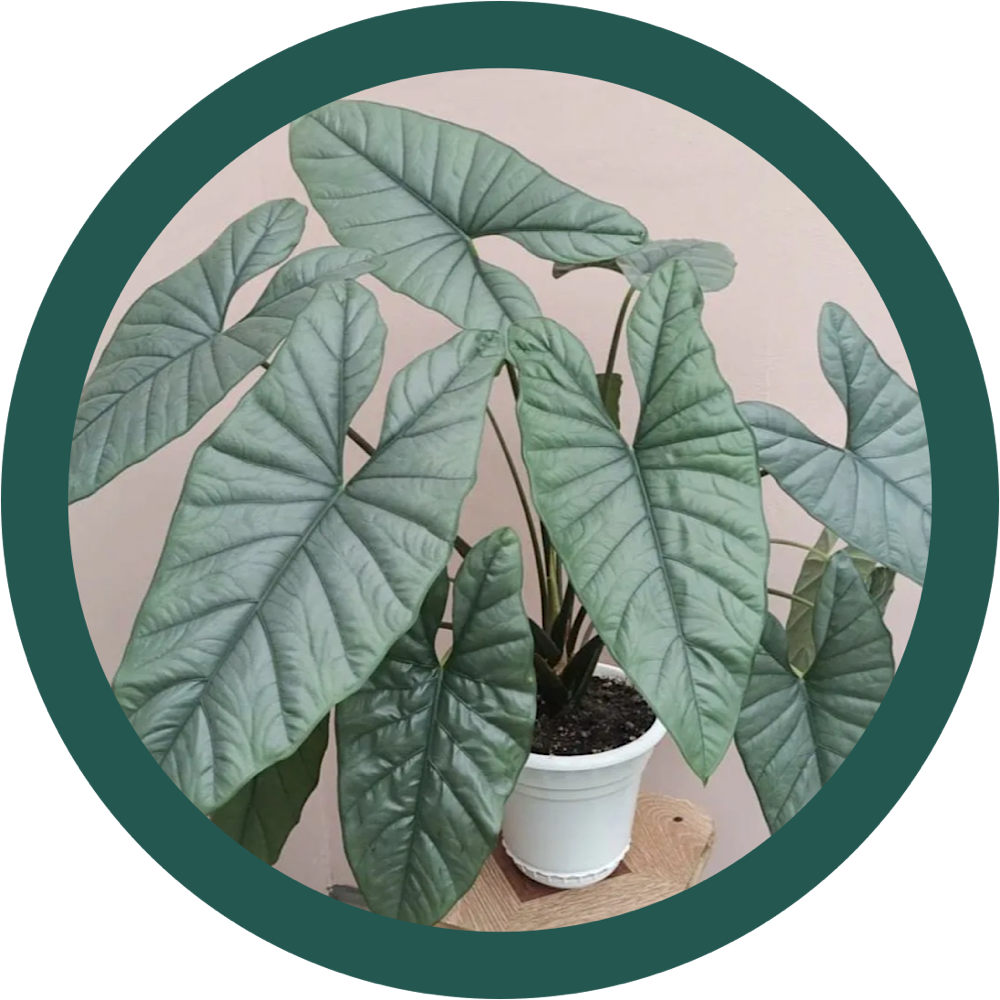 Фото из интернета 