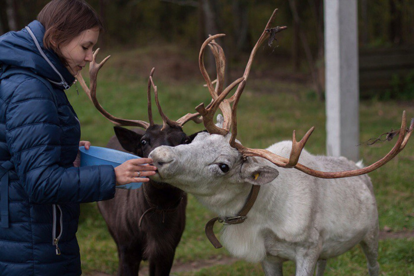    Фото: Ферма оленей / VK