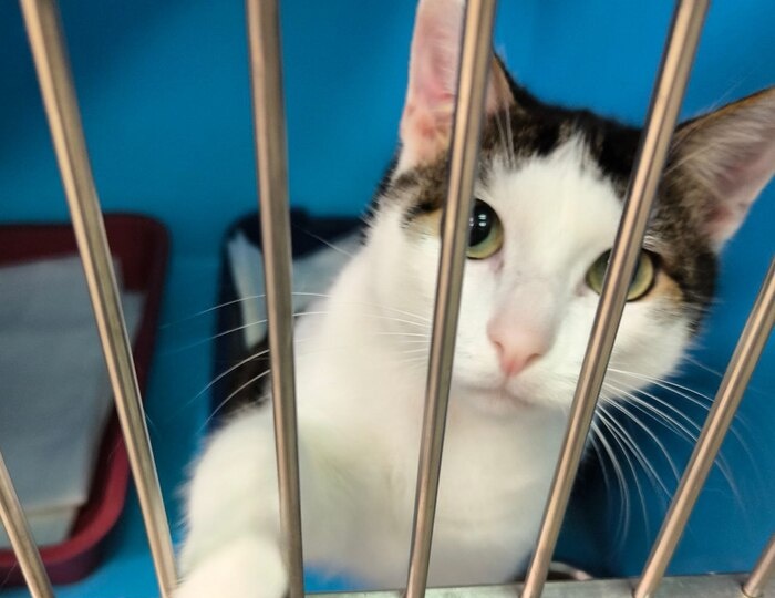 "Заметь меня, пожалуйста": история кота, который каждый день тянет лапку из клетки каждому проходящему человеку