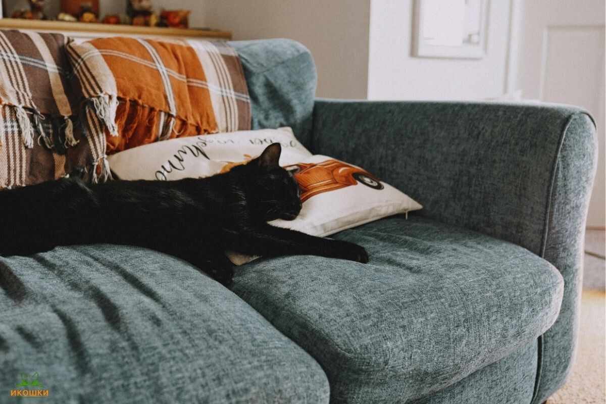 Чёрный кот спит на диване 