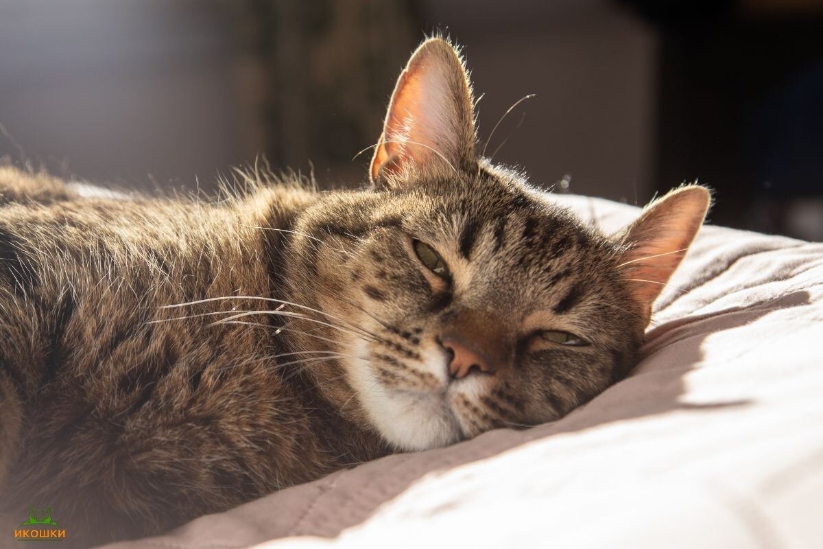 Можно ли спать там, где спит ваша кошка