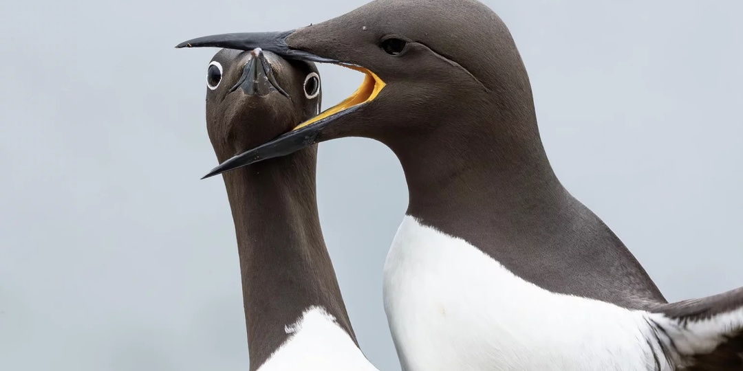 Никону смешно, Батрахе грустно (Comedy Wildlife Awards 2025)
