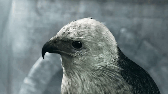 Gif картинка "Отрывок из трейлера игры Assassin`s Creed"