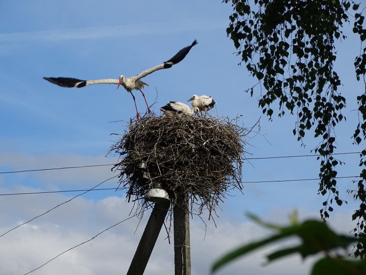 Иллюстрация из свободных источников
