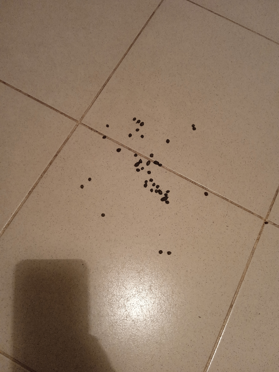 Блинькино золото