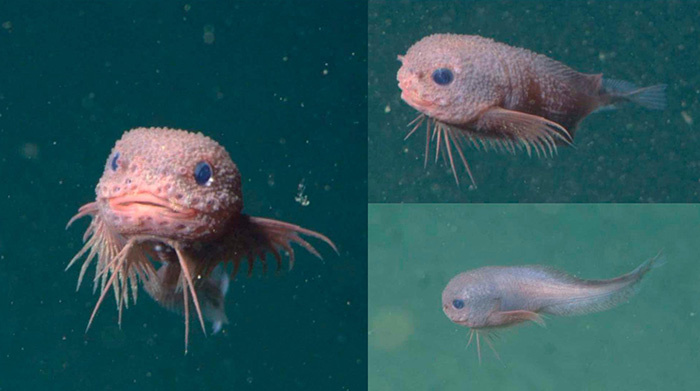Самочка морского слизня Careproctus colliculi. Фото: MBARI.
