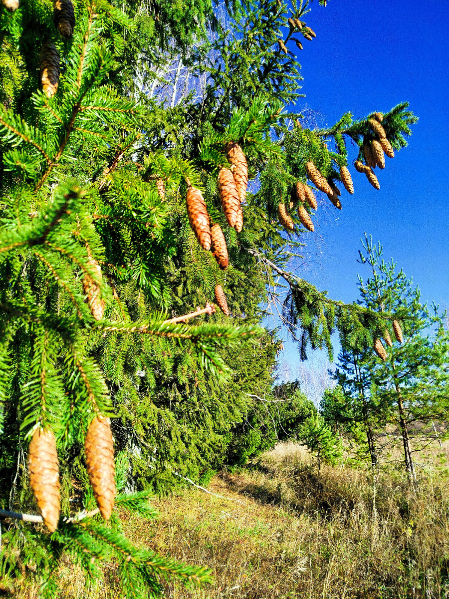 С низу до верха усыпаны шишками.