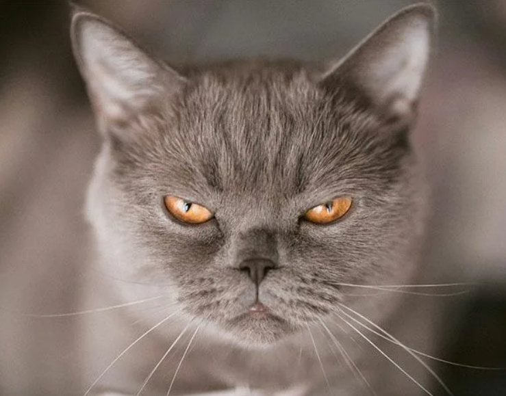 -Глаза б мои этих докторов не видели! Опять мать меня не туда принесла!