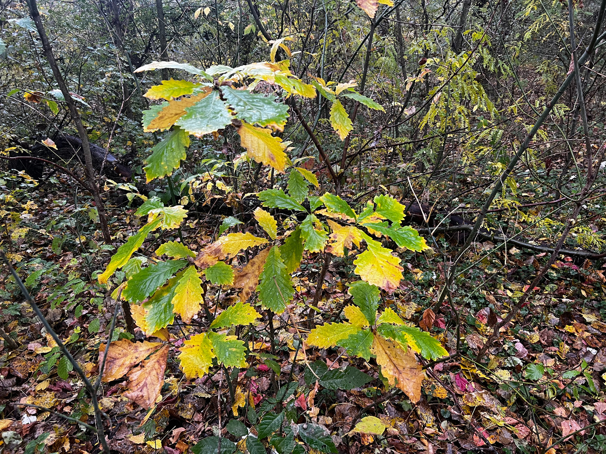 Осенний дубок