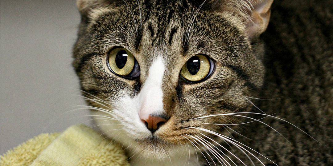 На что способен умный кот: 9 фактов о кошачьем интеллекте и смекалке